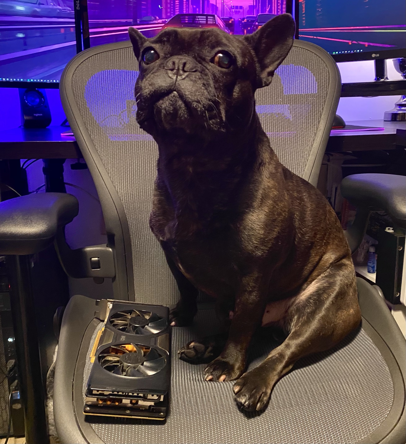 The author's pup, Remy, shows no remorse for the damage he did to this graphics card. (Photo: Sarah Jacobsson Purewal/Gizmodo)