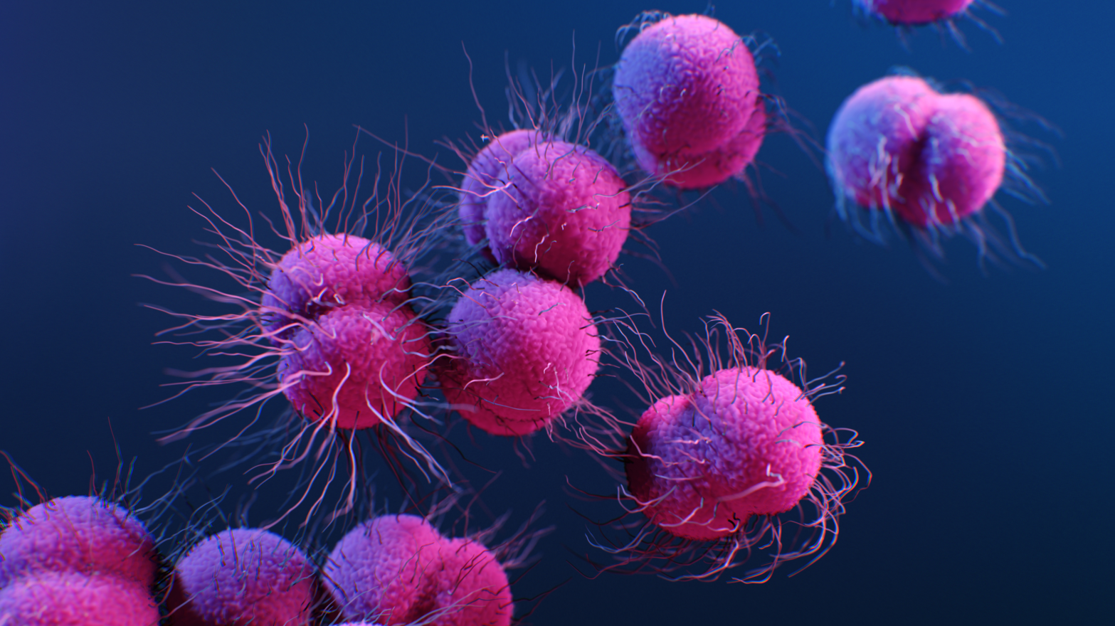 An illustration of Neisseria gonorrhoeae bacteria, the cause of gonorrhea. (Illustration: Alissa Eckert/CDC)