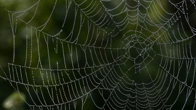 Spiders Weave Intricate Insect-Catching Nets Hugely Bigger Than Themselves
