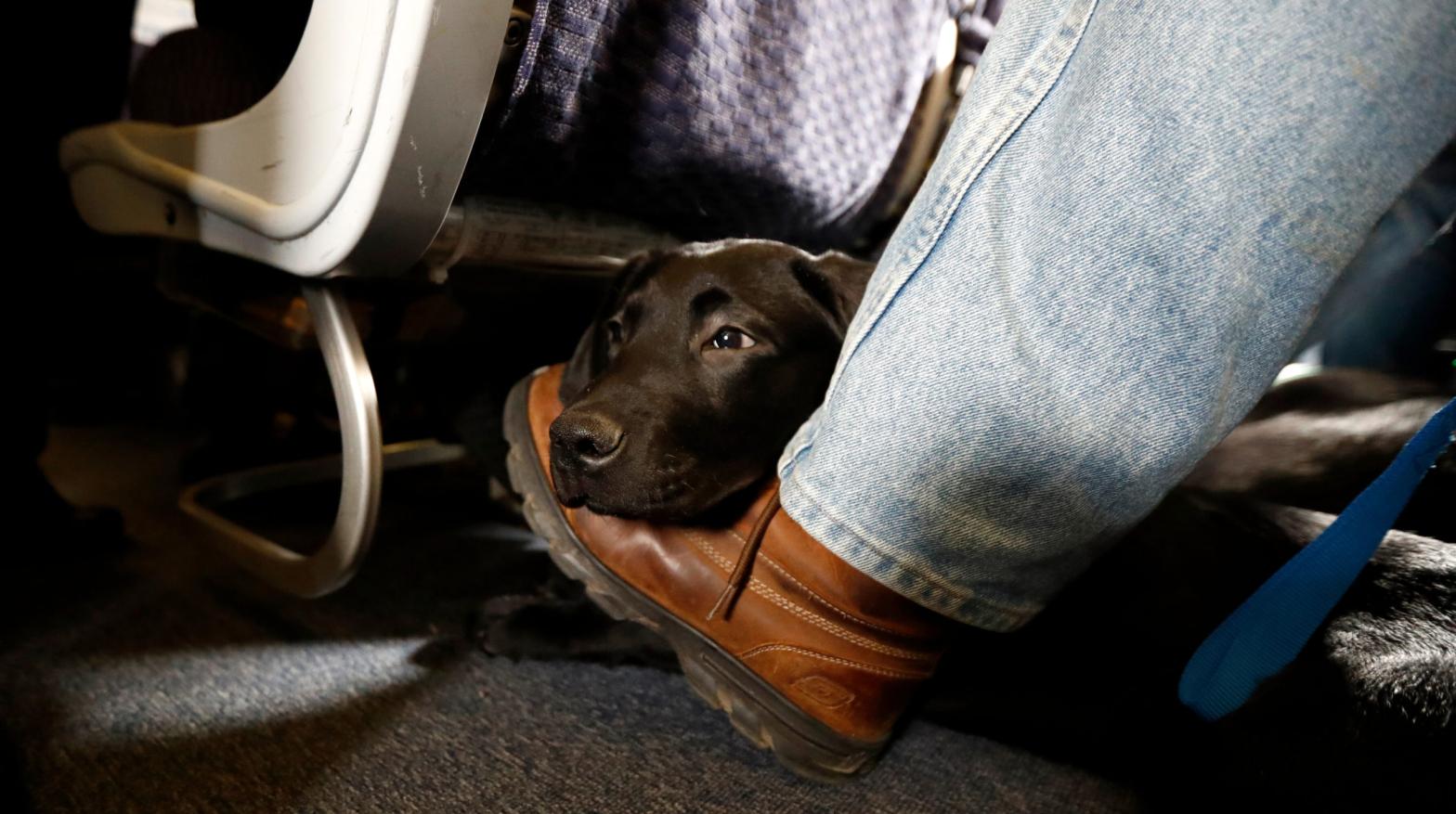In this Saturday, April 1, 2017, file photo, a service dog named Orlando rests on the foot of its trainer, John Reddan, while sitting inside a United Airlines plane at Newark Liberty International Airport during a training exercise, in Newark, N.J. (Photo: Julio Cortez, AP)