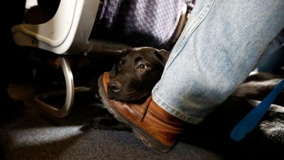 Alaska Airlines to Ban ‘Emotional Support’ Animals Starting January 11