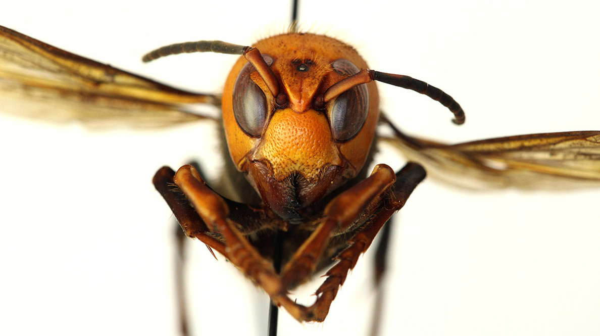 These Asian giant hornets can grow to two inches long and their venomous stings kill dozens every year. (Photo: Washington State Department of Agriculture)