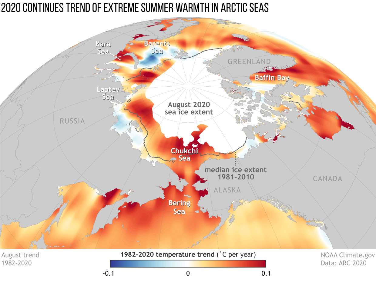 Sea surface temperature trends in the Arctic from 1982–2020, showing where waters are warming (red and orange) and where they are cooling (blue). The grey line shows the median August sea ice extent, and the white areas show the ice extent in August 2020. (Graphic: NOAA)