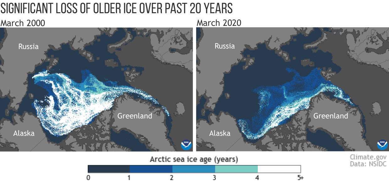 The age of sea ice in the Arctic at winter maximum in 2000 (left, week of March 18) and 2020 (right, week of March 21).  (Graphic: NOAA)