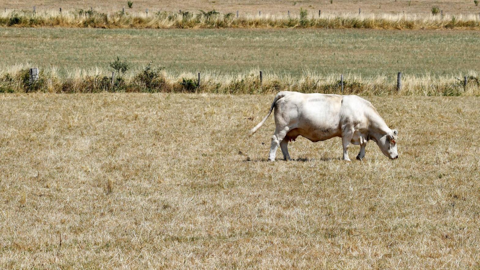 A cow looks for food on dry grassland as the Creuse Region experience extreme and exceptional drought conditions on July 20, 2019, near Lussat, Creuse region, central France. (Photo: GEORGES GOBET, Getty Images)