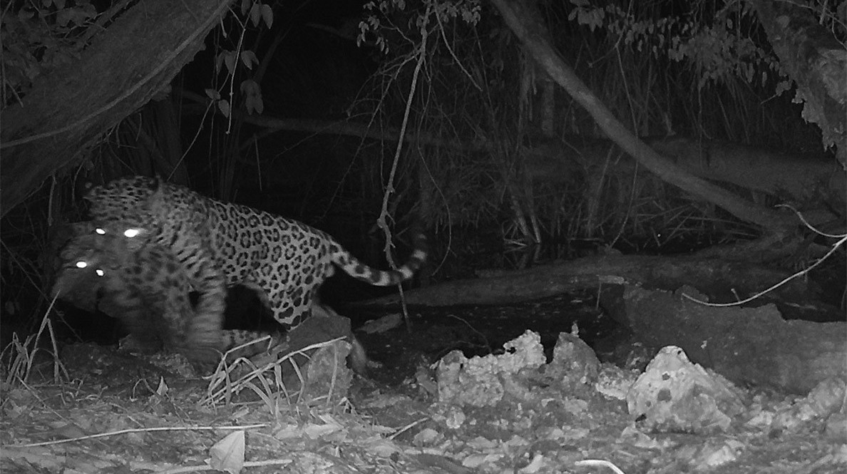 An ocelot being carried away by a jaguar.  (Image: L.Perera‐Romero et al., 2020/Biotropica/WSU)