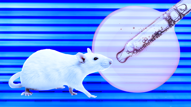 Blue Light and Essential Oil Compound Treat Antibiotic-Resistant Skin Infections in Mice