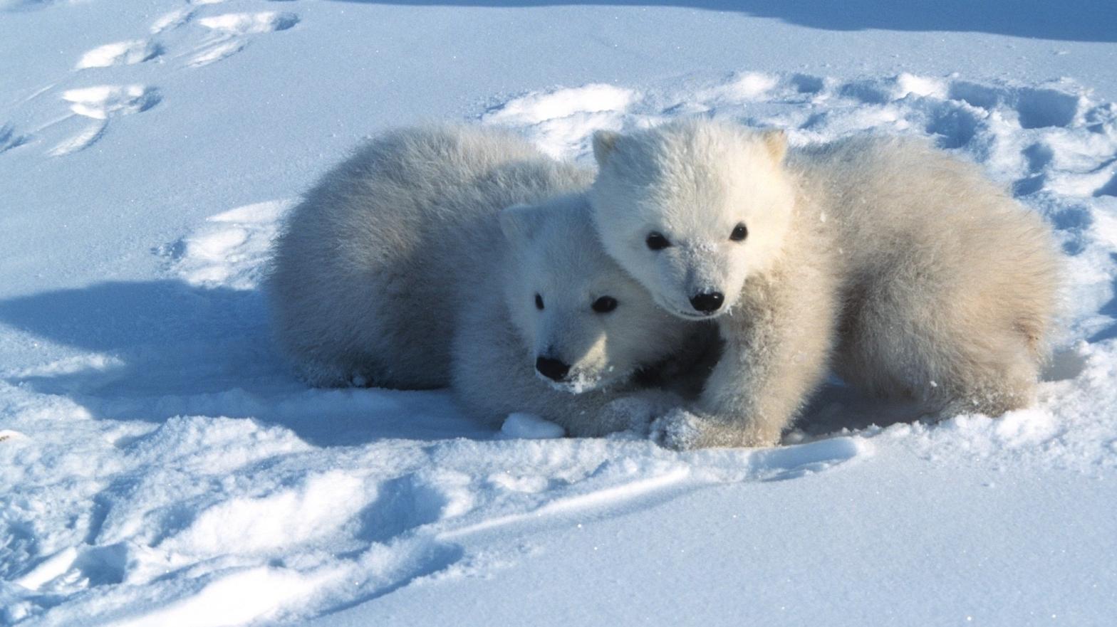 Polar bear cubs on the Arctic National Wildlife Refuge's coastal plain, where drilling leases will be auctioned off. (Photo: Steven C. Amstrup/Polar Bears International)