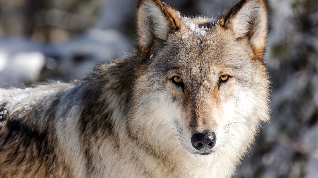 A western grey wolf. (Image: Jacob W. Frank, AP)