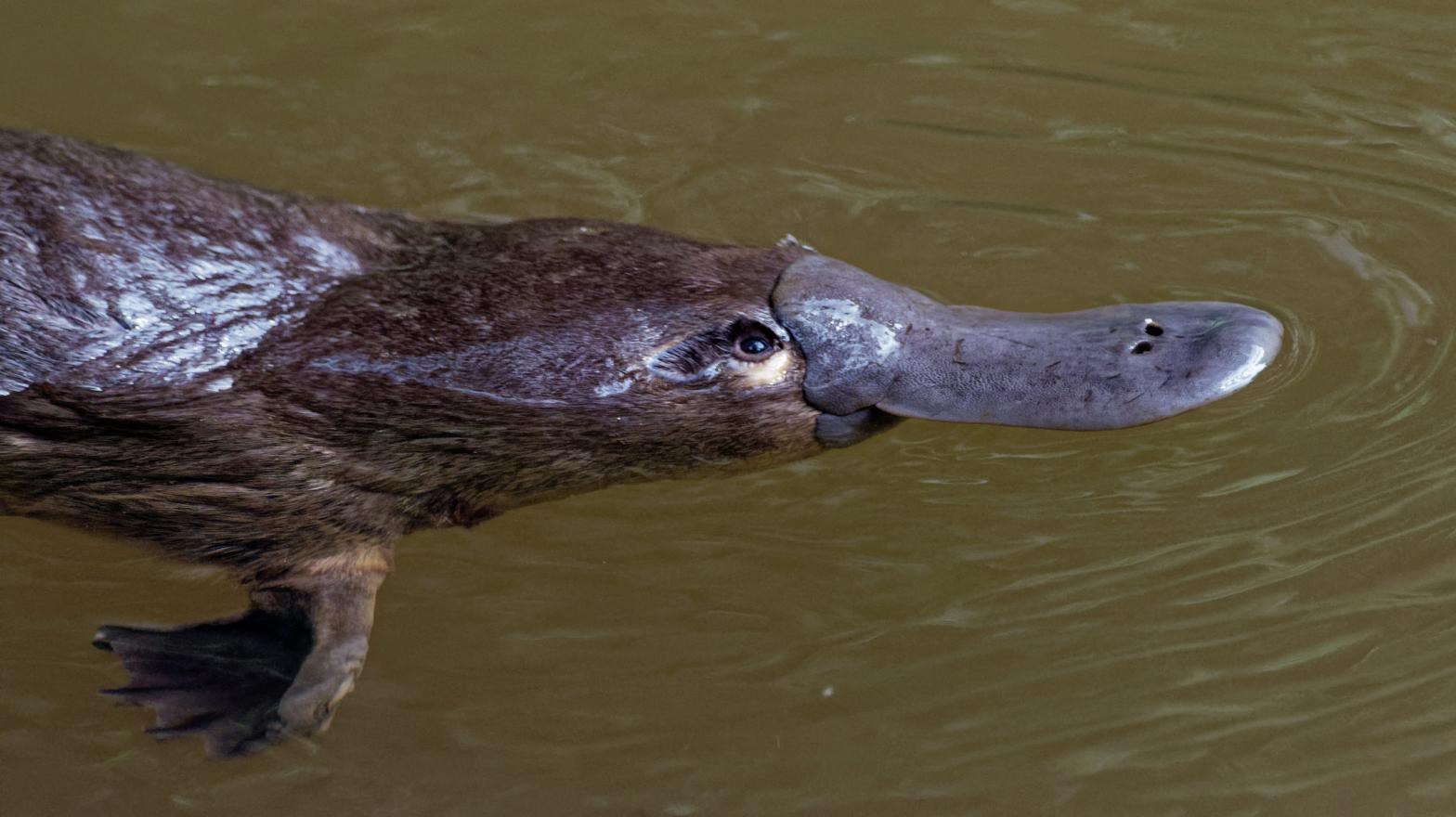 A duck-billed platypus. (Photo: Martin Pelanek, Shutterstock)