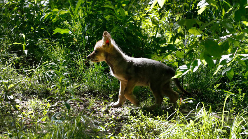 A 7-week-old Mexican grey wolf puppy.  (Image: Jeff Roberson, AP)
