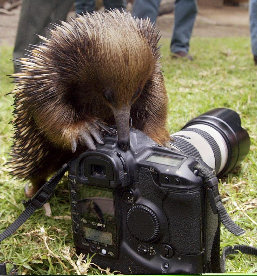 An echidna climbs on a camera in Australia.  (Photo: Associated Press, AP)
