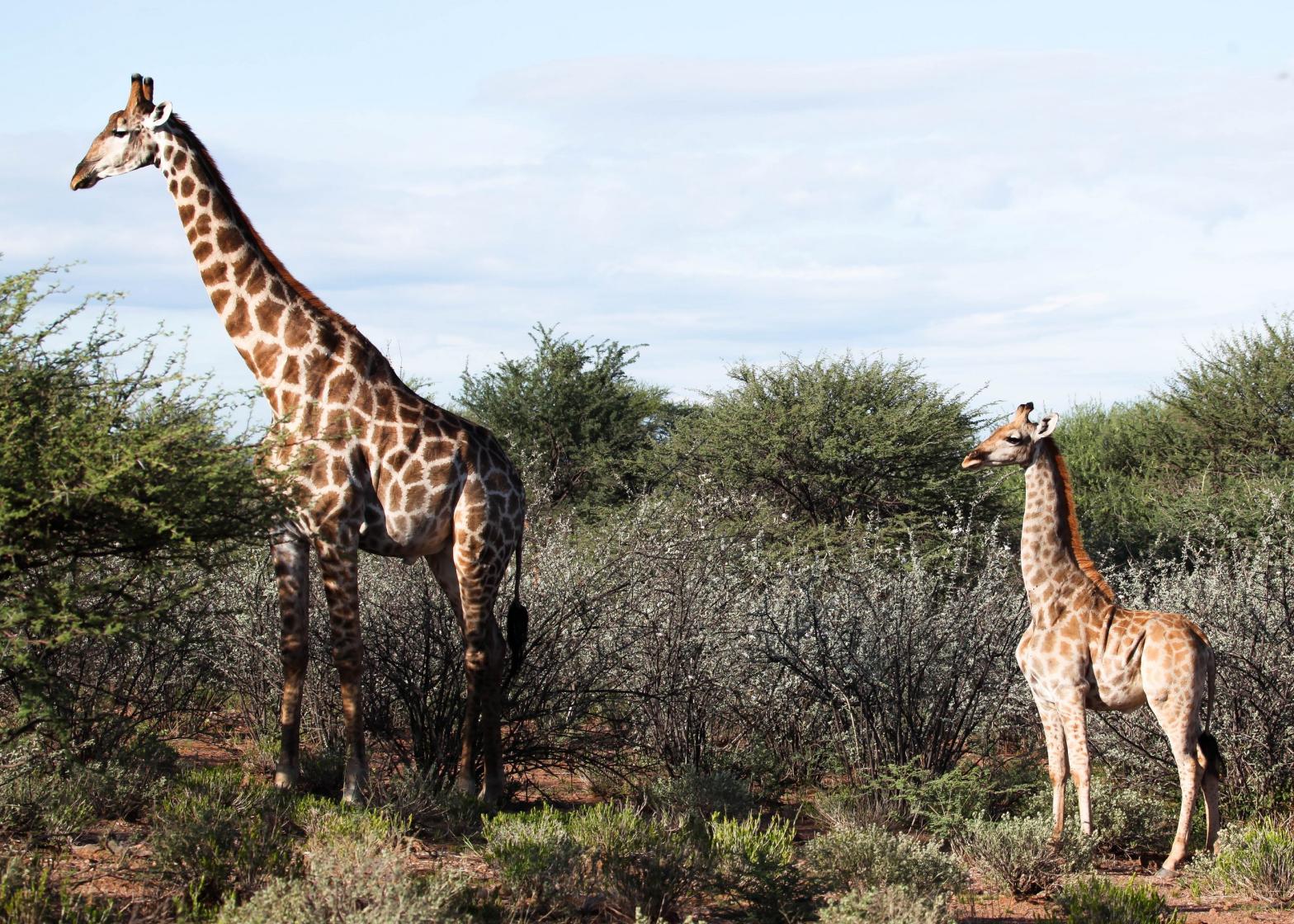 The dwarf giraffe Nigel (right) next to an adult male (left) in Namibia, March 2018 (Photo: Emma Wells, GCF)