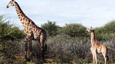 Scientists Discover Short-Legged Corgi Giraffes