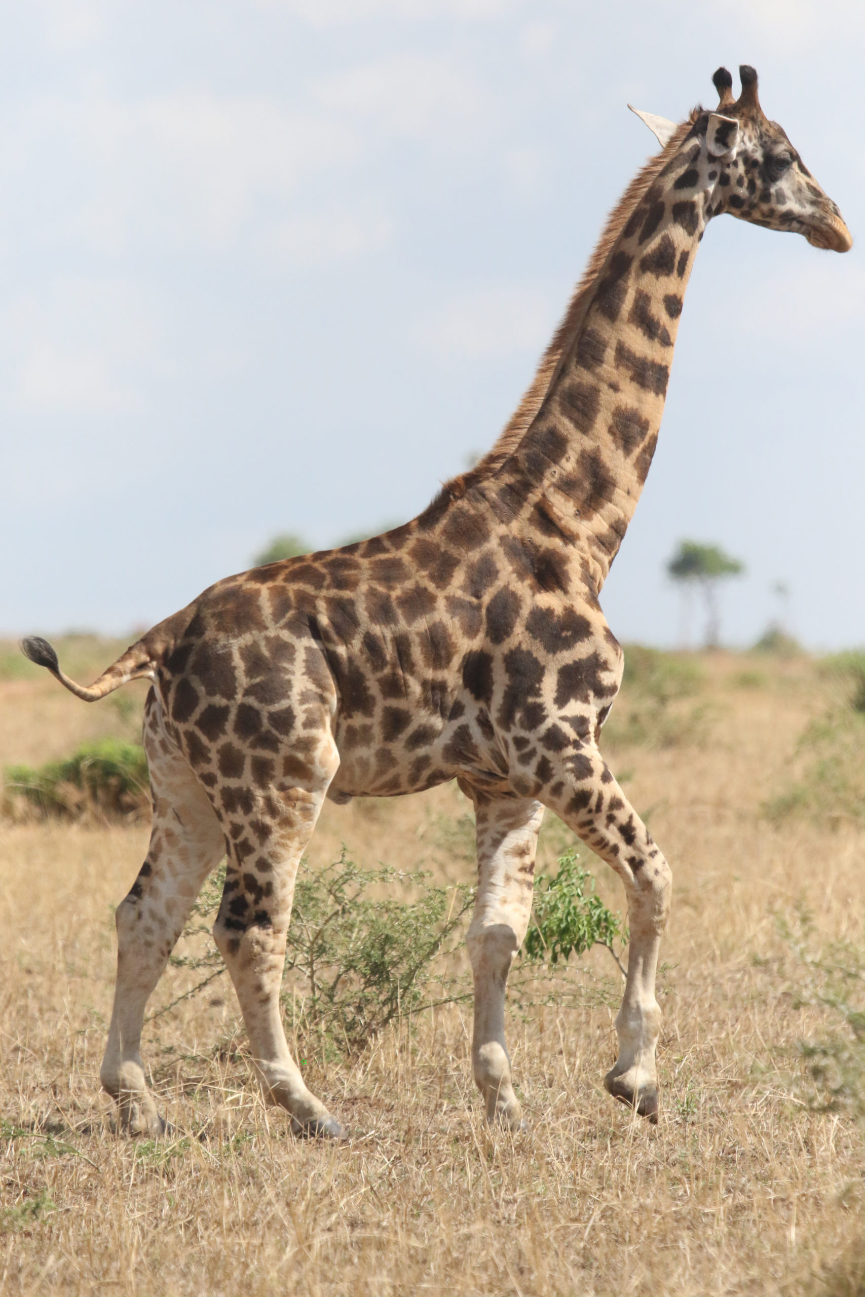 Gimli, a Ugandan giraffe that likely has skeletal dysplasia, takes a stroll. (Photo: Michael Brown, GCF)