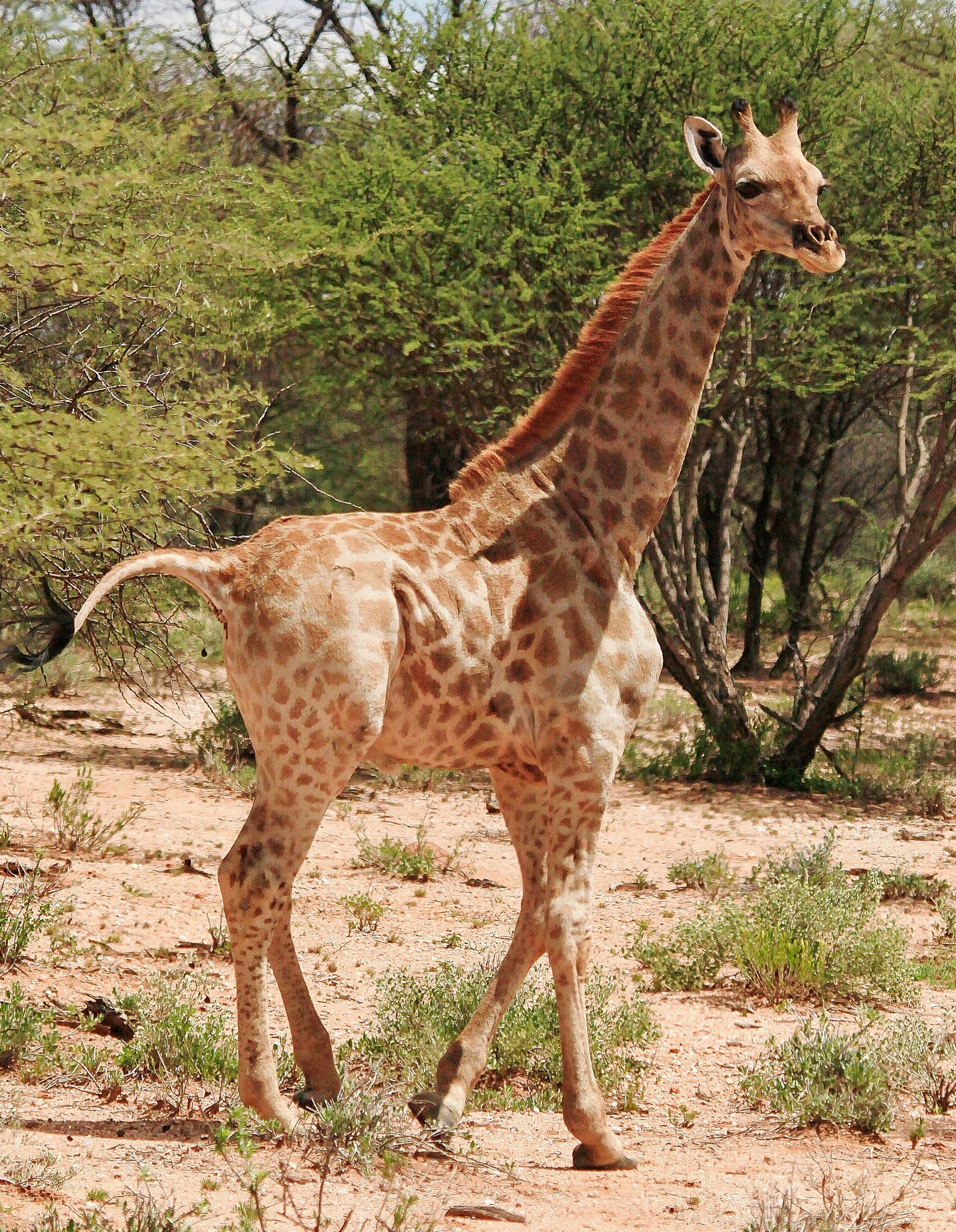 Nigel, the dwarf giraffe in Namibia, March 2018. (Photo: Emma Wells, GCF)
