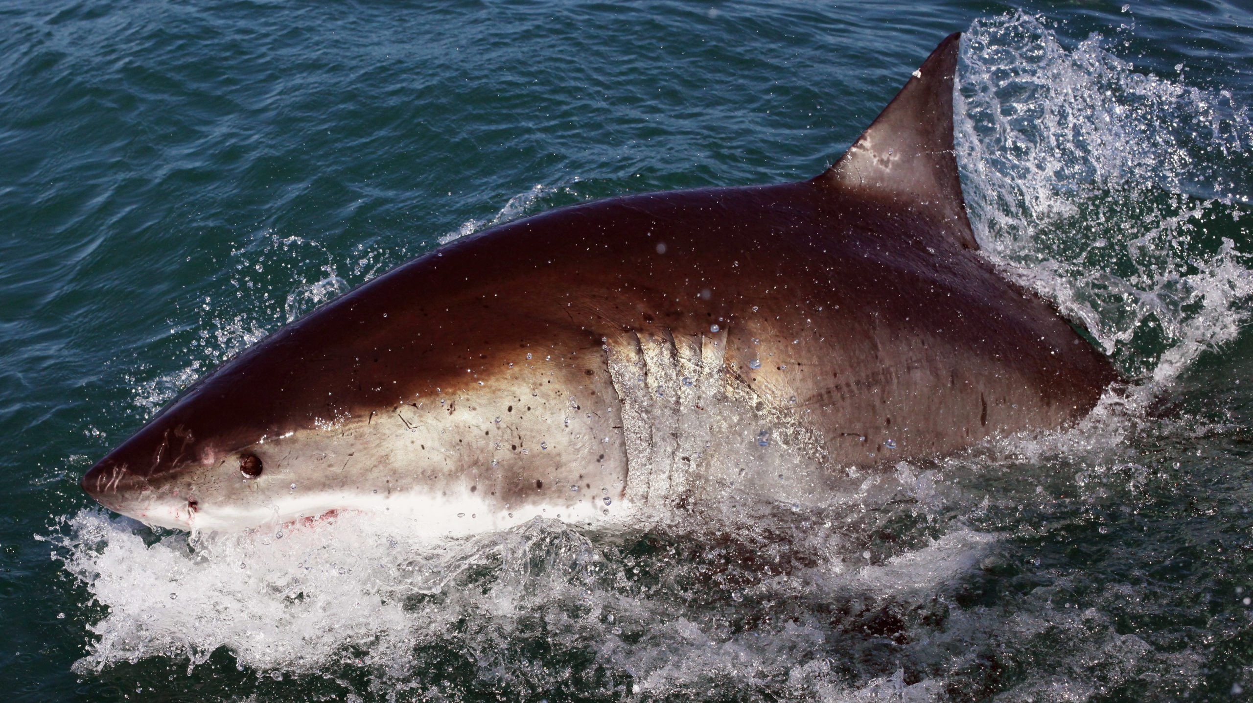 The great white shark, an extant lamniform, also has cannibalistic pups. (Photo: Dan Kitwood/Getty Images, Getty Images)