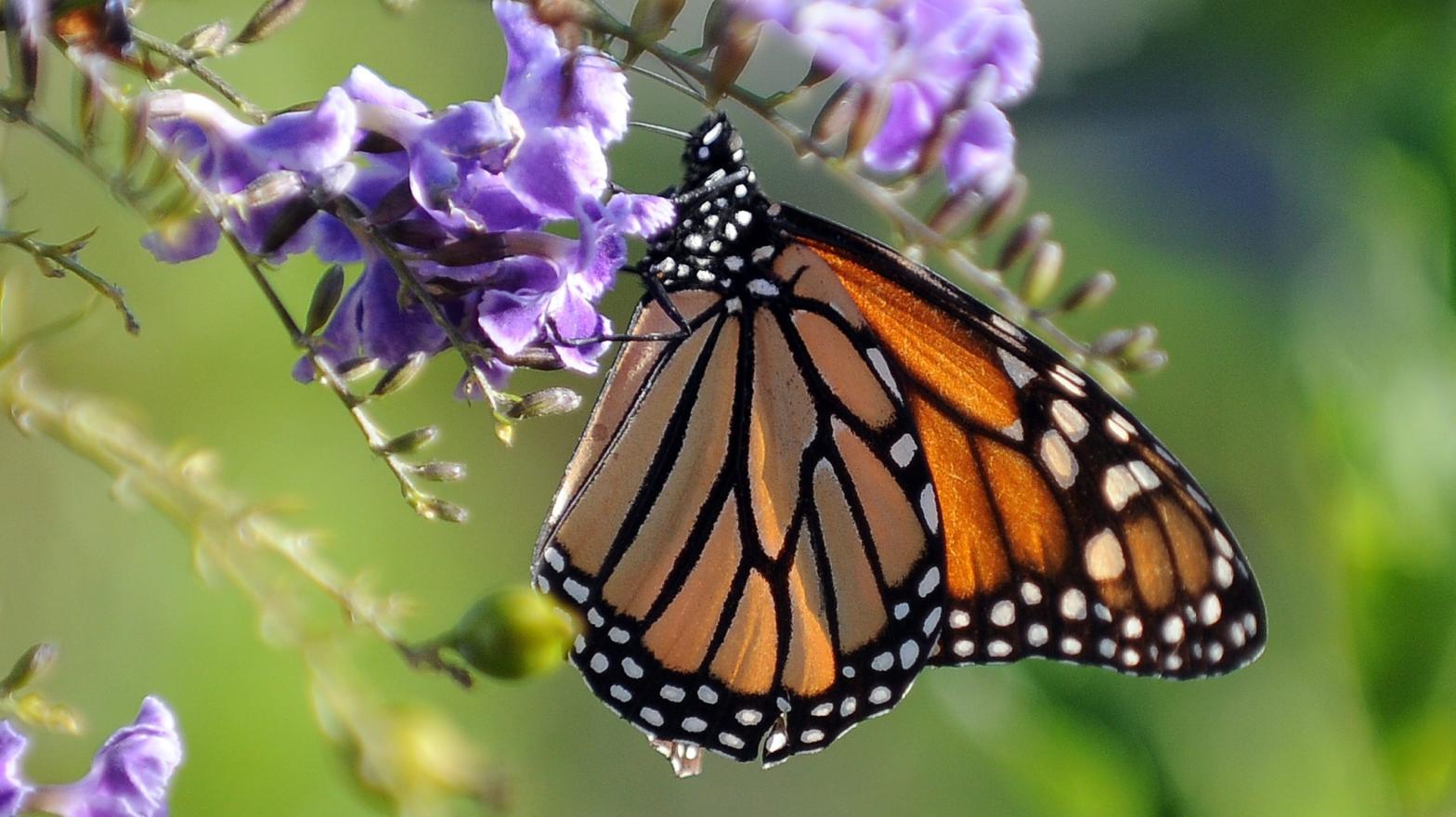 A monarch butterfly in Los Angeles. The species is on the decline across California. (Photo: Gabriel Bouys, Getty Images)