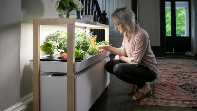 This Kitchen Garden System Adds Microgreens (and Alexa) To Your Lockdown Diet