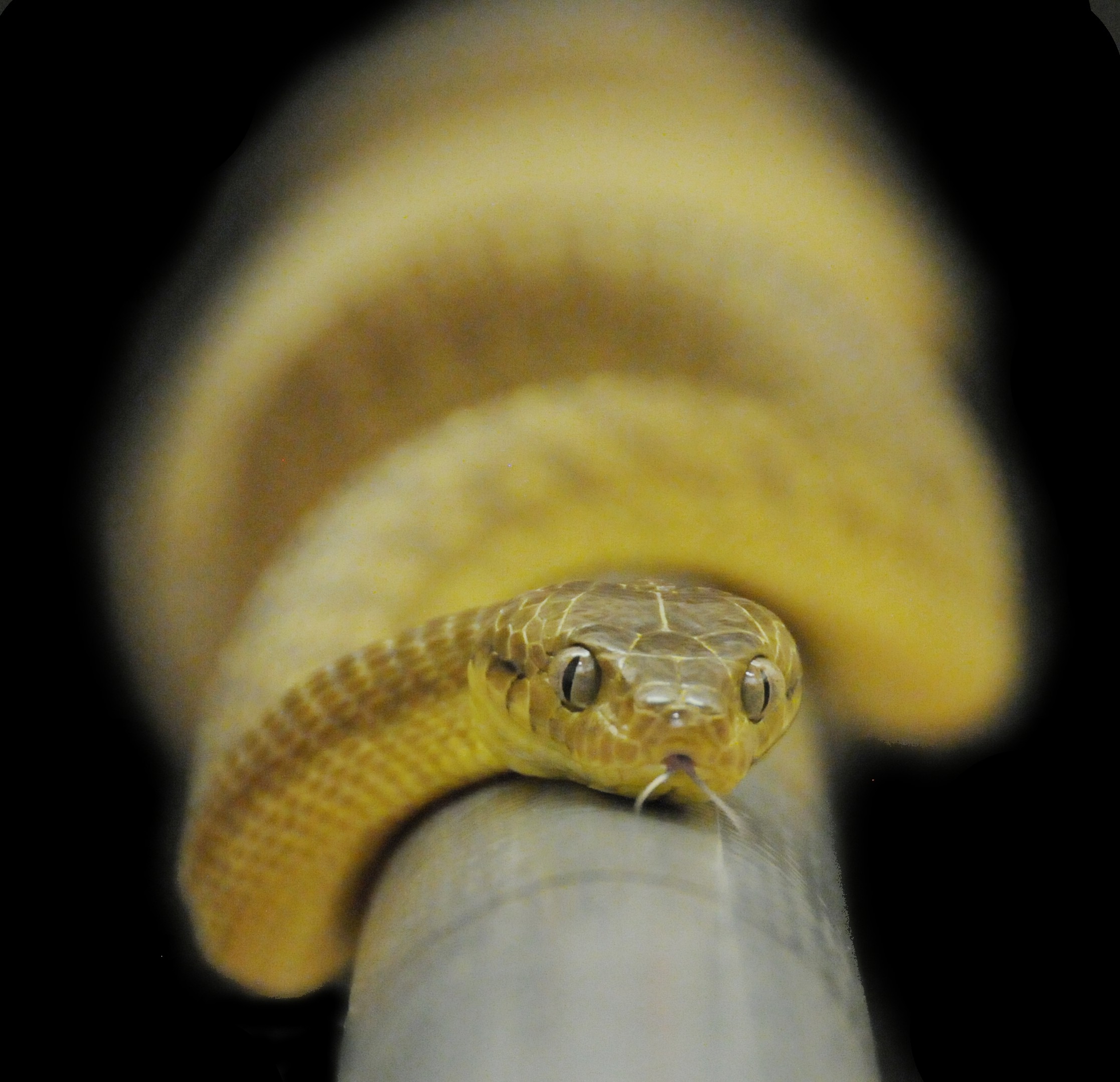 A brown tree snake on a pole.  (Image: Bruce Jayne)