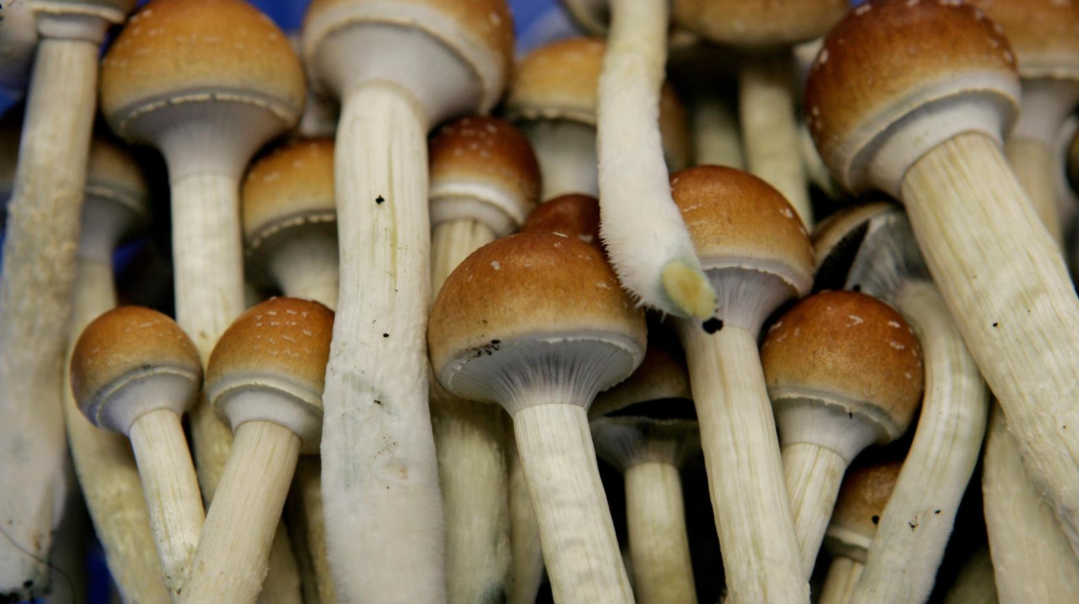 Psychedelic, or magic, mushrooms on display in a grow room at a farm in the Netherlands.  (Photo: Peter Dejong, AP)