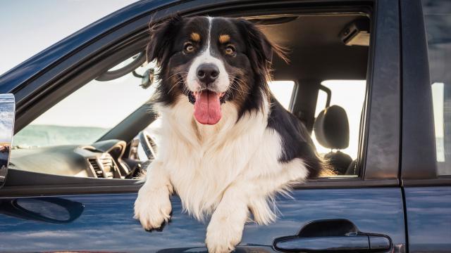 This Australian App is Basically Uber For Pets [Updated]