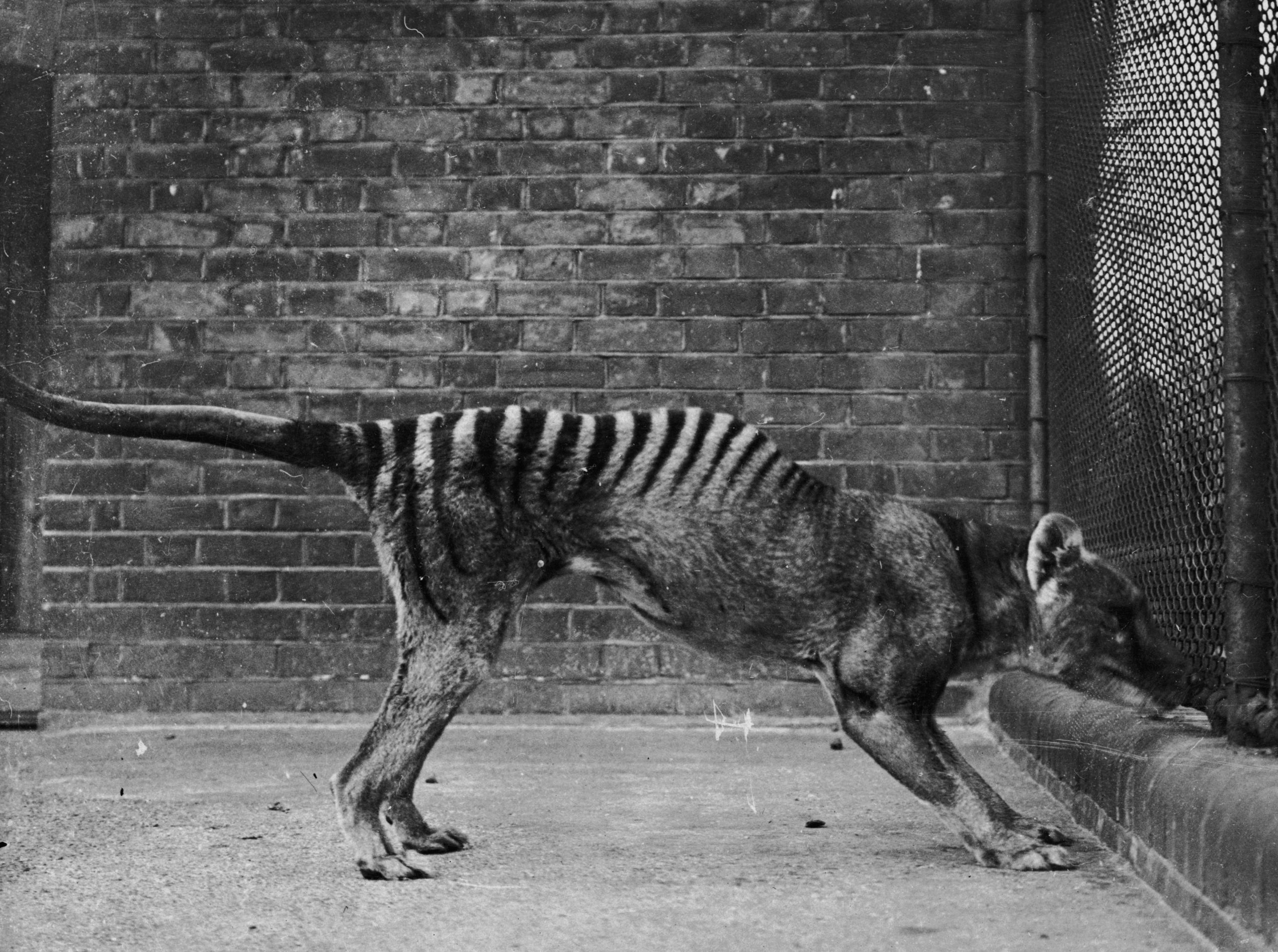A thylacine in captivity in the 1930s. (Photo: Topical Press Agency/Hulton Archive/Getty Images, Getty Images)