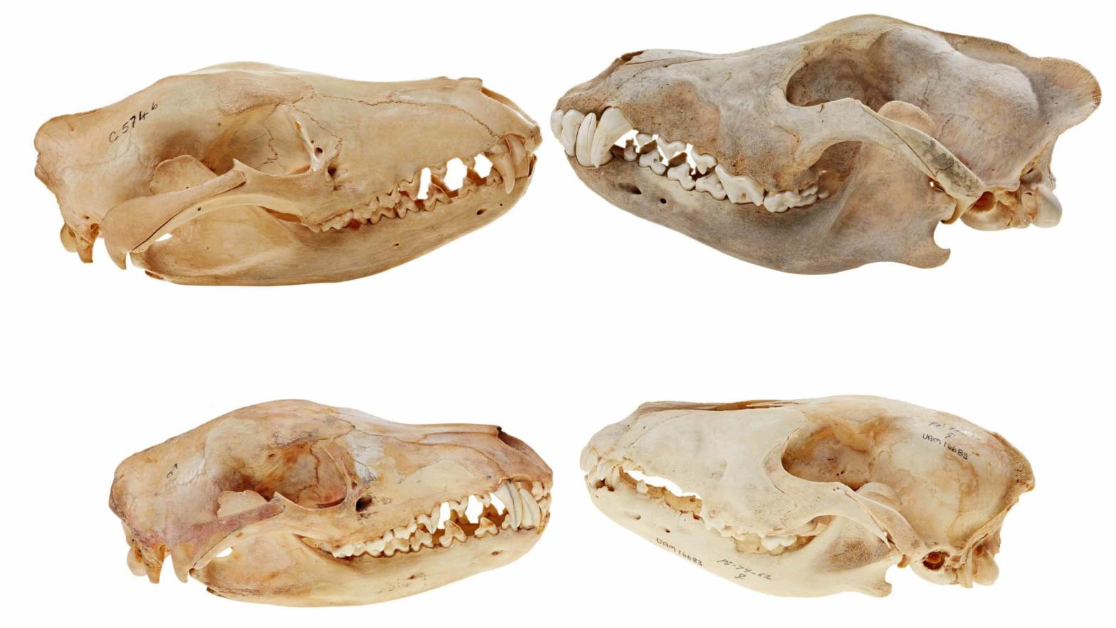 Adult and juvenile thylacine skulls (left) facing grey wolf skulls (right). (Image: The Pask Lab)