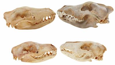 Tasmanian Tigers and Wolves Evolved Uncannily Similar Skulls