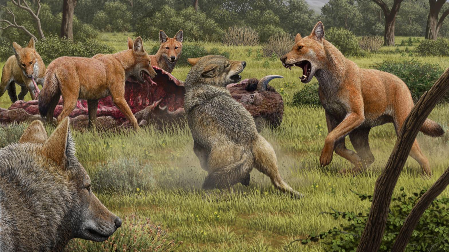 Artistic depiction of of dire wolves defending a bison kill from grey wolves. As the artwork shows, dire wolves featured reddish-brown colouring and large heads and jaws. (Image: Mauricio Antón)