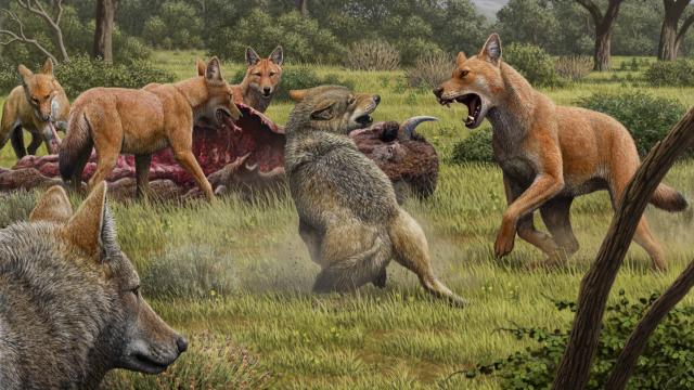 The Story of Real-Life Dire Wolves Is Finally Emerging