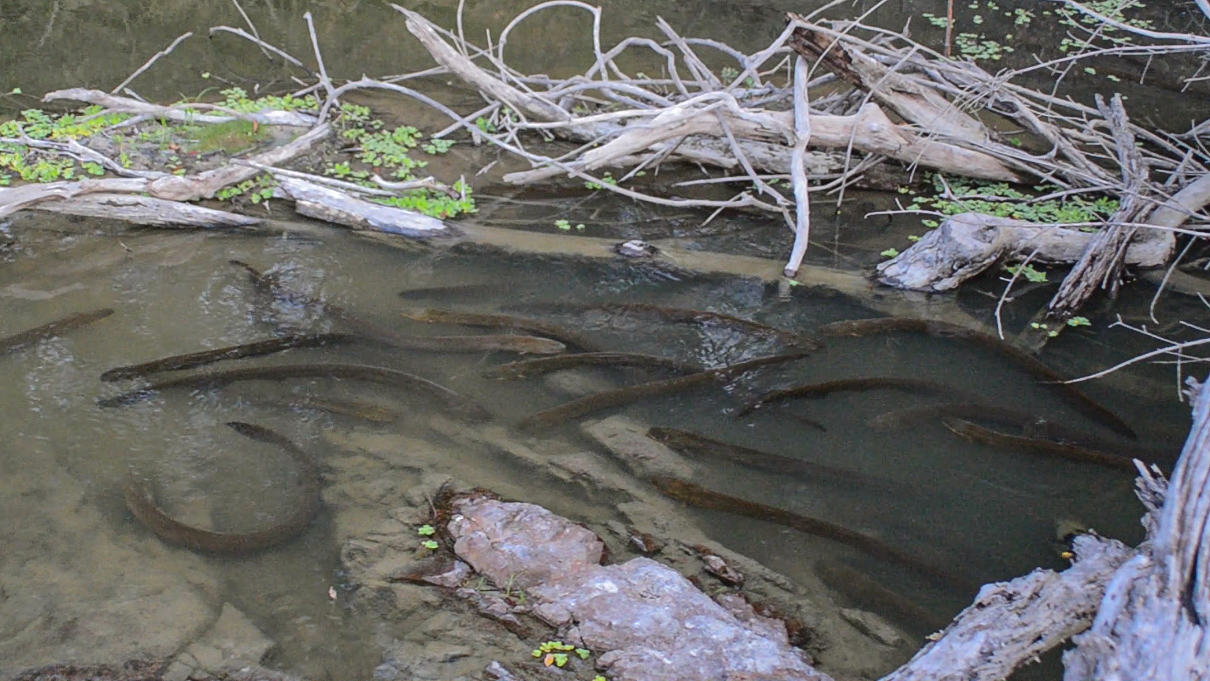 Electric eels in the hunting area, Iriri River. (Photo: Douglas Bastos)