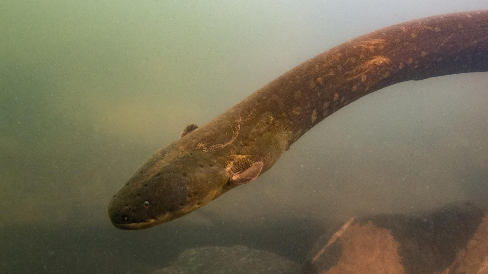 The electric eel (Electrophorus voltai) in the Xingu River. (Photo: L. Sousa)