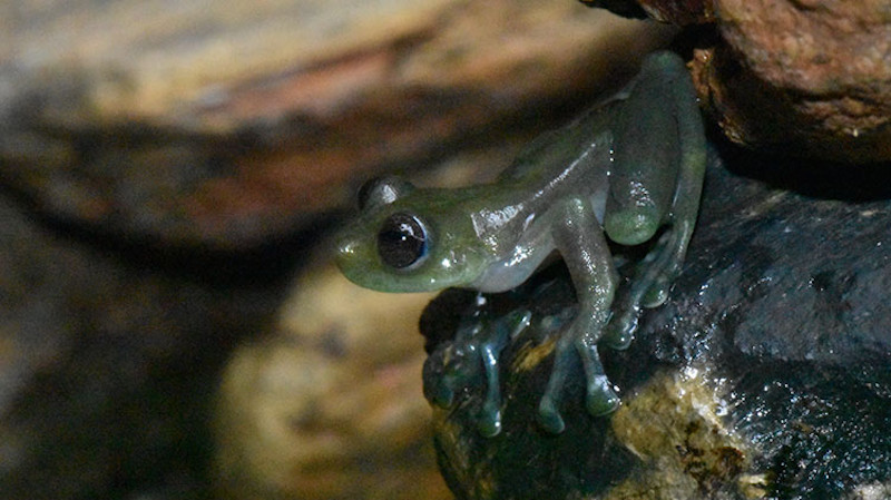 The glass frog Sachatamia orejuela. (Image: Rebecca Brunner)