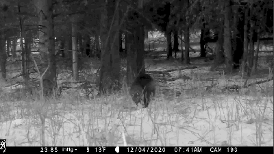 Rare Wolverine Spotted in Yellowstone for the First Time in Years