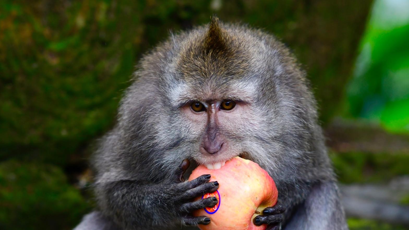 A Balinese long-tailed monkeys, Macaca fascicularis, eats an apple in the Sacred Monkey Forest in Ubud, Bali, Indonesia, on November 16, 2018.  (Photo: Gabriel Bouys / AFP, Getty Images)