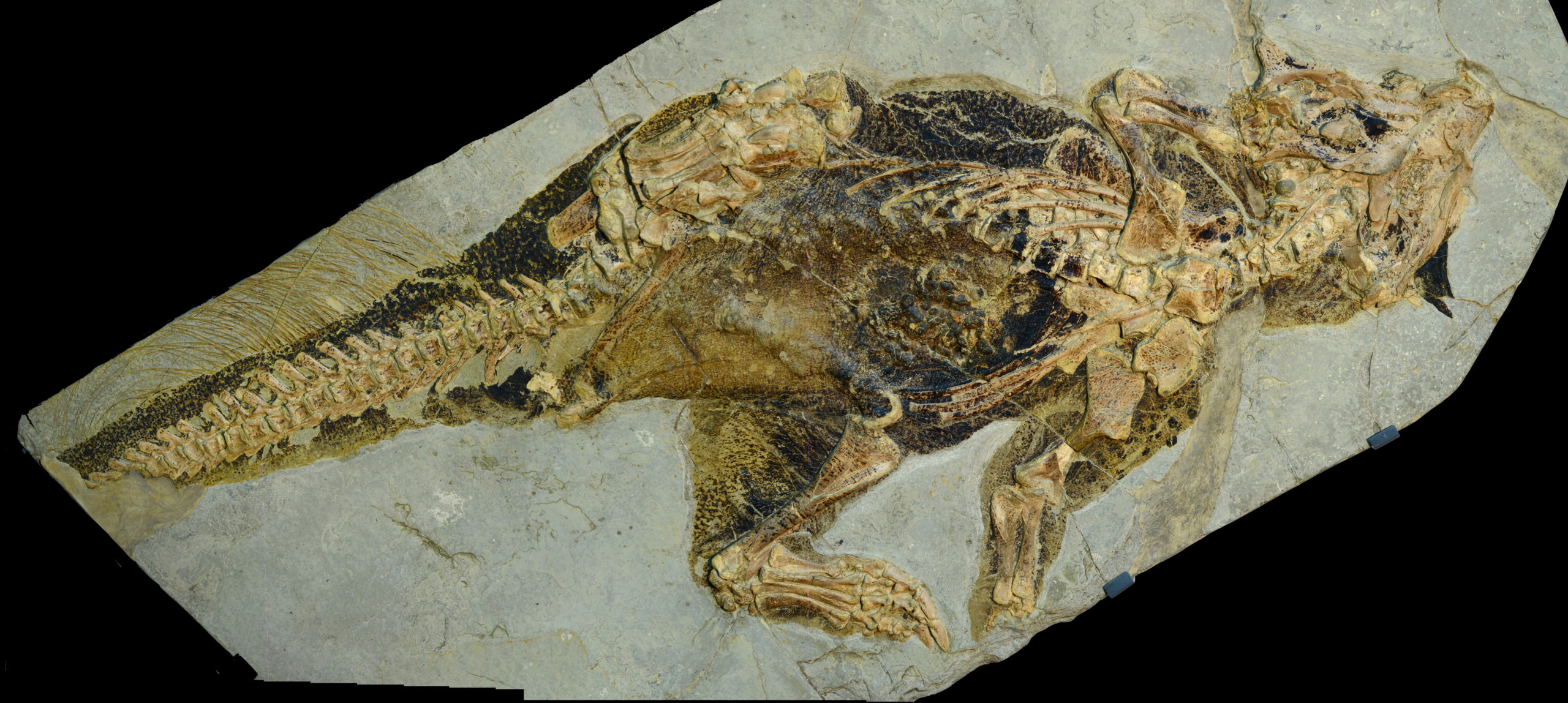 The dinosaur fossil is from China, but it is currently housed in a Frankfurt museum. (Image: Jakob Vinther)