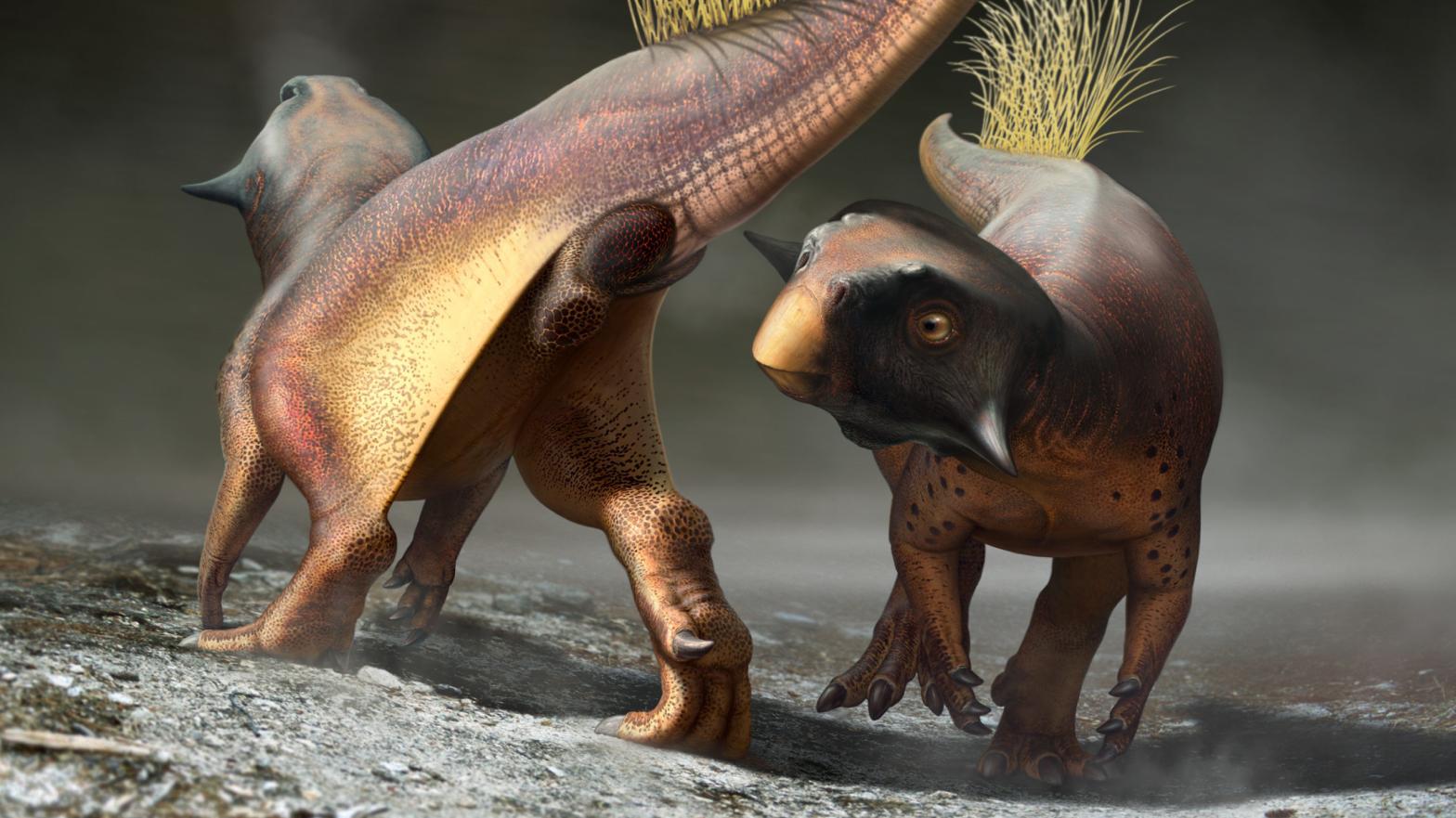 The psittacosaurus' cloacal patterns may have been used for signalling during courtship. (Illustration: Bob Nicholls/Paleocreations.com 2020)