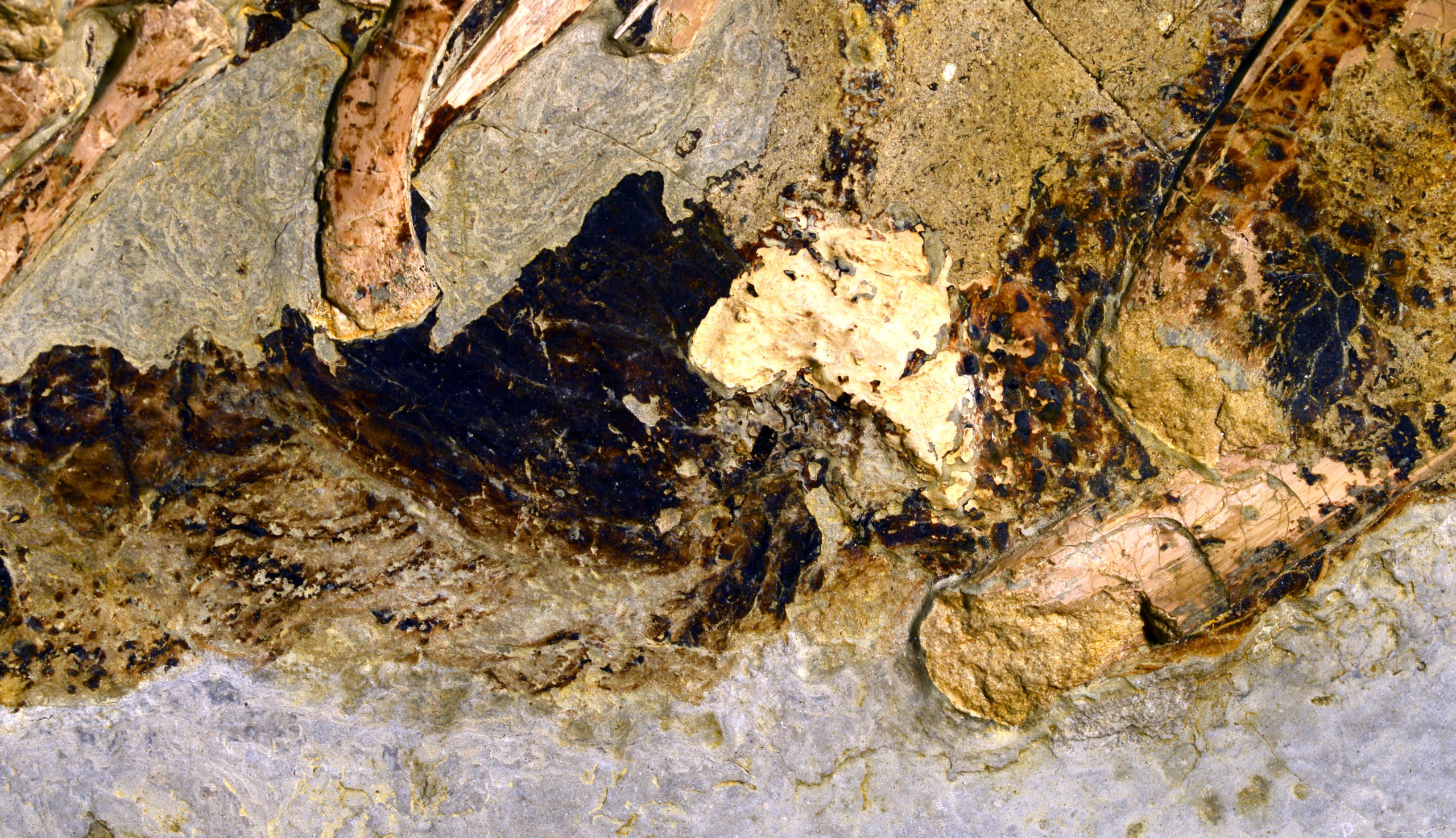 A close-up of the cloaca, within an off-white coprolite at centre. (Image: Jakob Vinther)