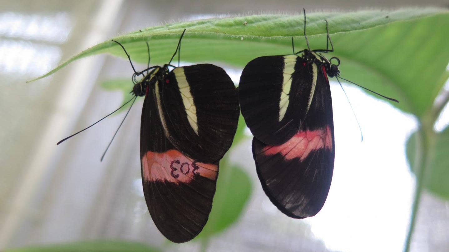 Heliconius melpomene butterflies mating in captivity in Panama. (Image: Kelsey Byers)