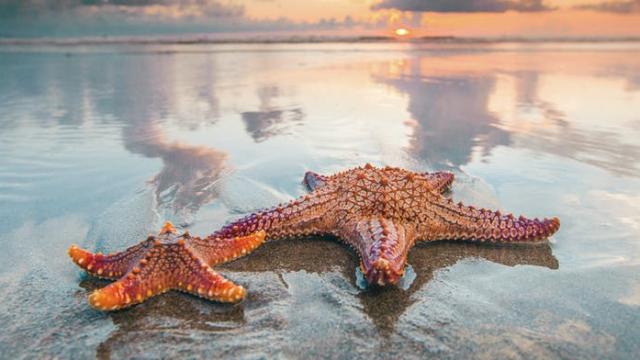 Rare Fossil Helps Answer the Mystery of How Starfish Evolved Arms
