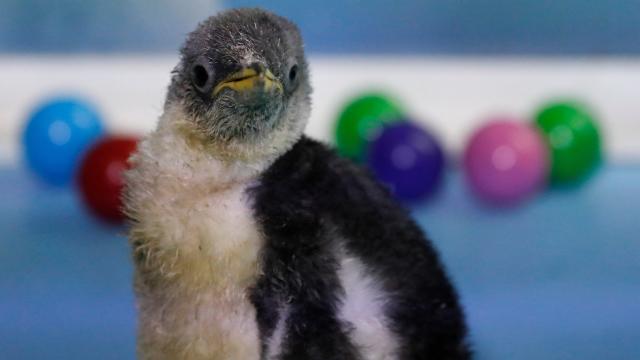 This Is Alex, the First Antarctic Penguin Born in Mexico