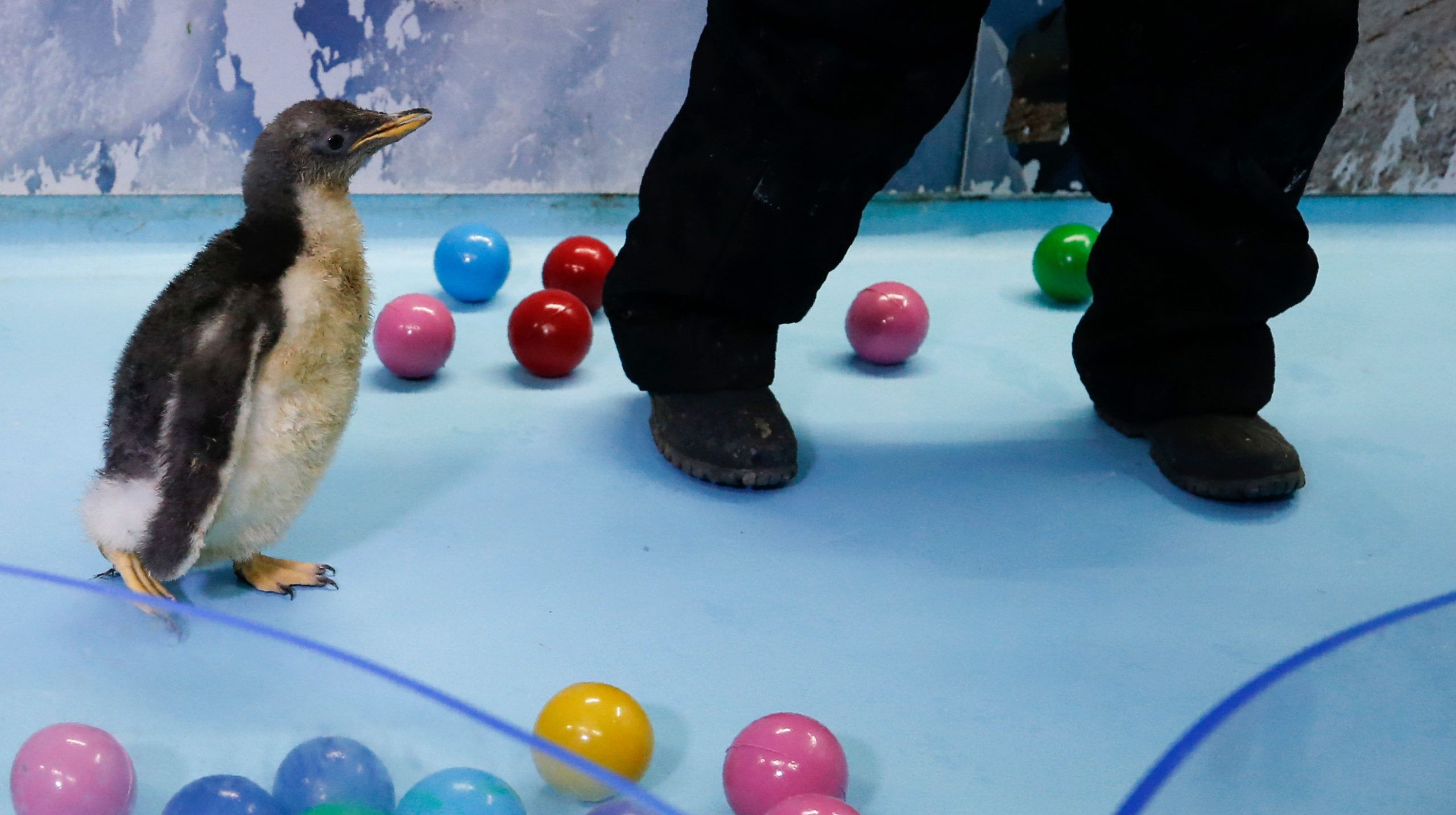This Is Alex, the First Antarctic Penguin Born in Mexico