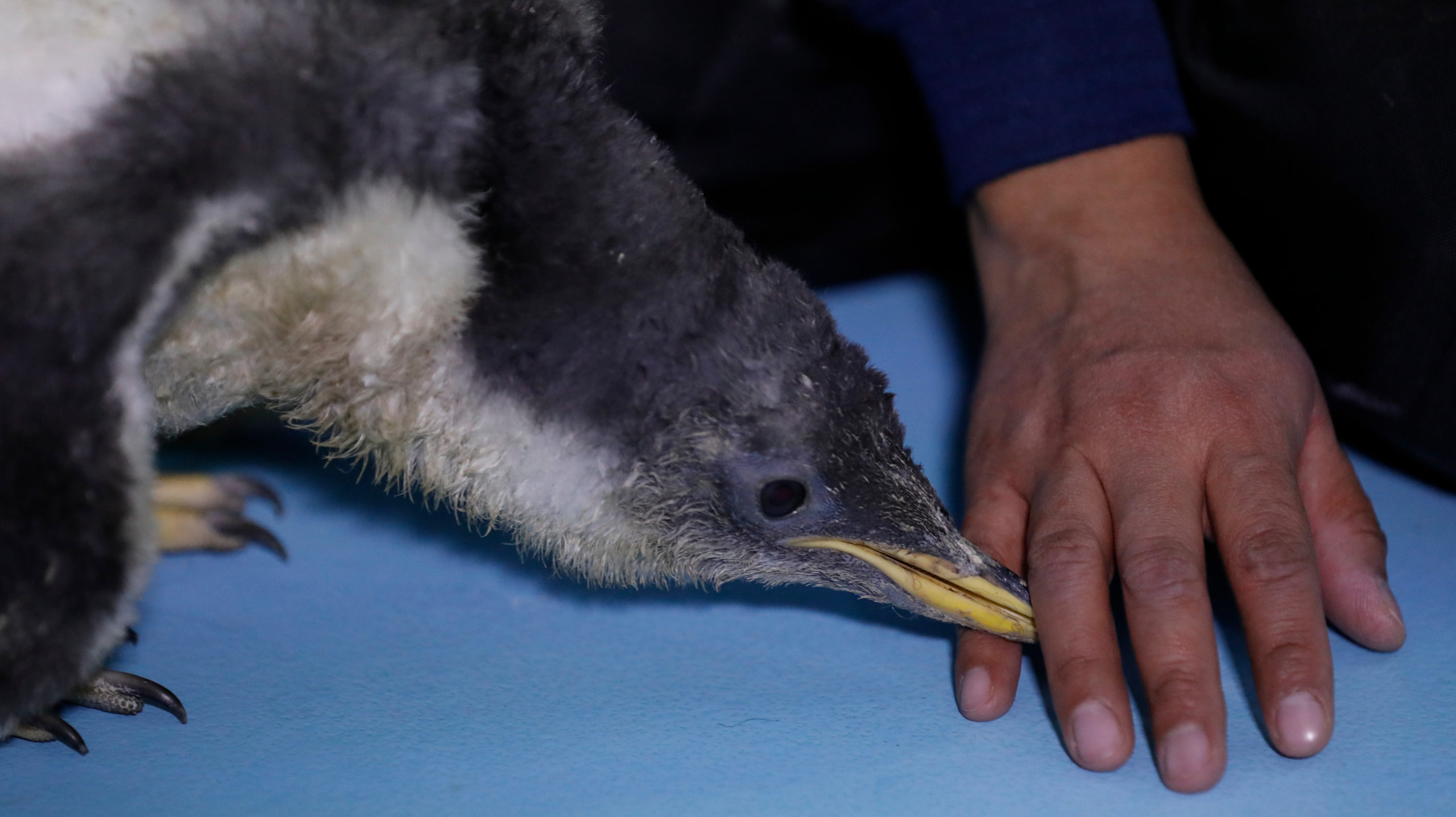 After the egg is laid, the waiting begins. Gentoo penguin eggs take between 34 and 37 days to hatch.  (Photo: Rebecca Blackwell, AP)