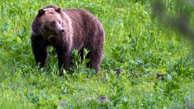 Scientists Found the Oldest Known Grizzly Bear in Yellowstone