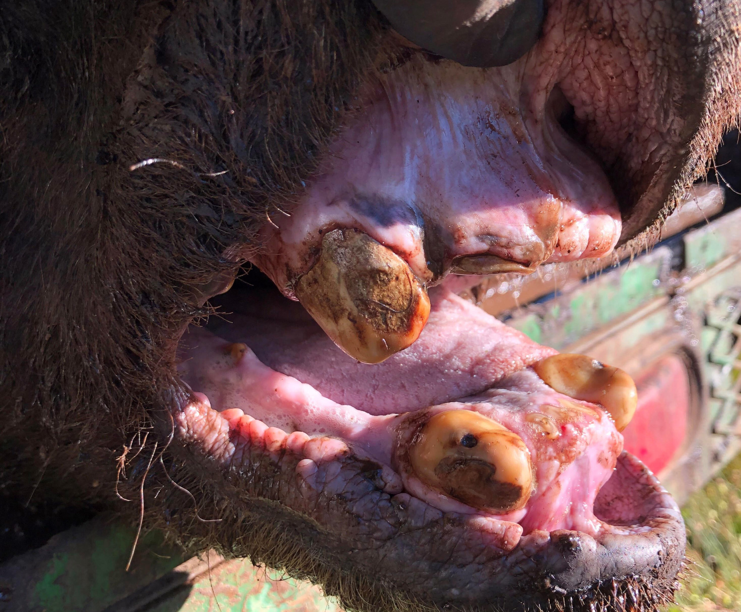 This 2020 photo provided by the Wyoming Game and Fish Department shows the worn, mostly toothless jaw of Grizzly 168. The grizzly was the oldest documented in the Yellowstone region. Bear biologists euthanised the 34-year-old grizzly due to its poor health.  (Photo: Zach Turnbull/Wyoming Game and Fish Department, AP)