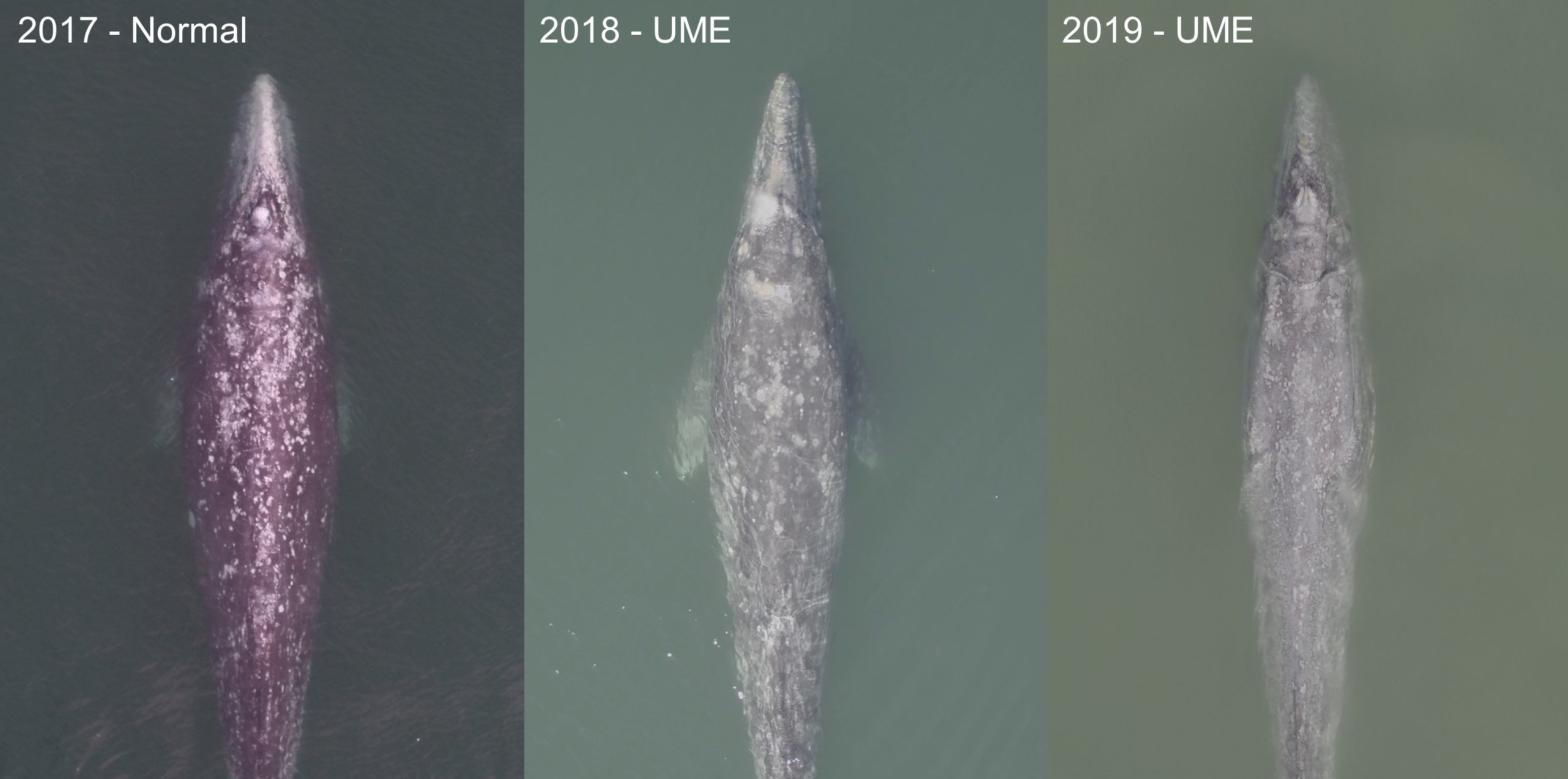 Since 2017, grey whale populations have been thinner and dying at higher rates. (Photo: Fredrik Christiansen (left), Fabian Rodríguez-González (centre) and Hunter Warick (right).)
