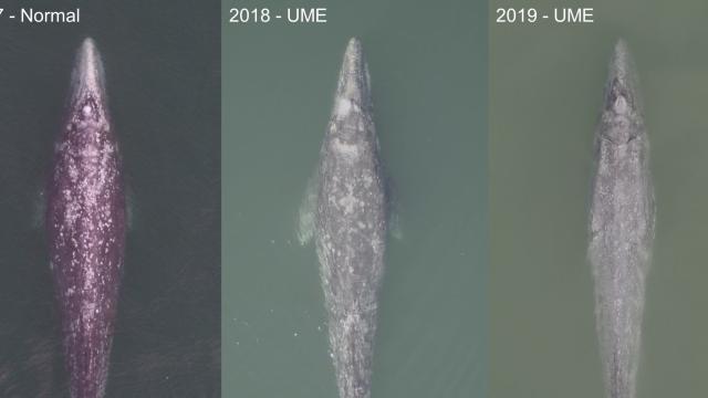 Grey Whales Off Baja California Are Dying En Masse, and Scientists Don’t Know Why