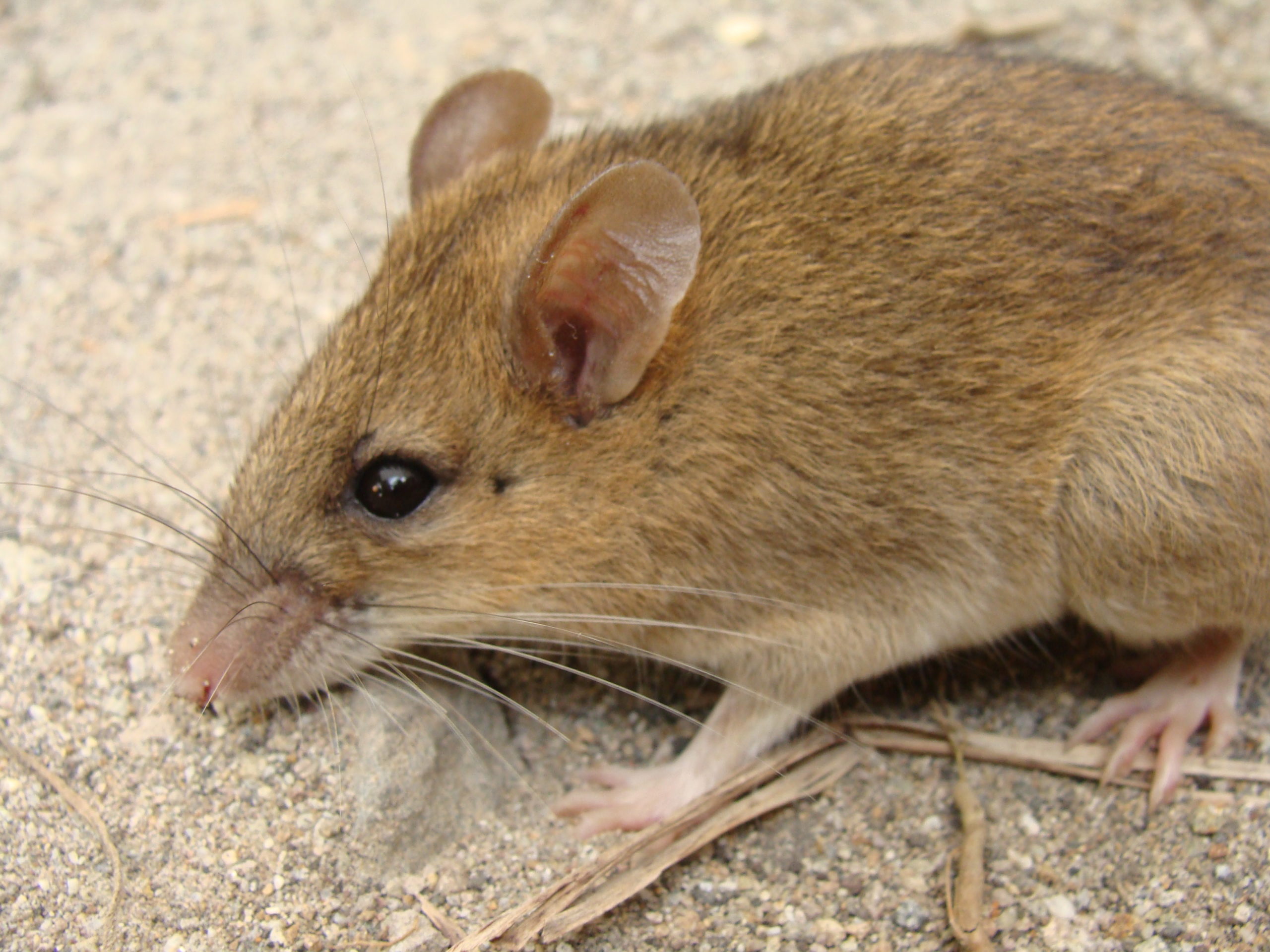 It's also known as the long-nosed Luzon forest mouse. (Image: © Danny Balete, Field Museum)