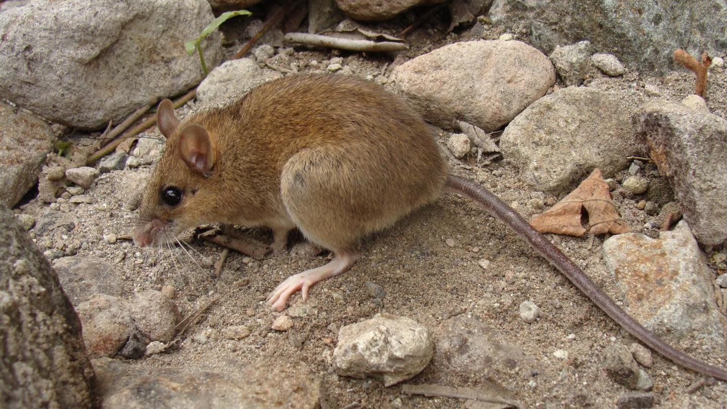 The Pinatubo volcano mouse is faring better than ever. (Photo: © Danny Balete, Field Museum)